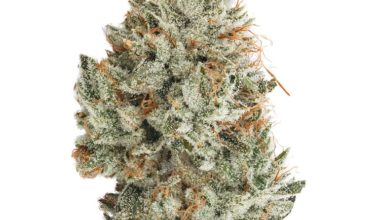 Buy Gorilla Glue #4 Online