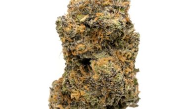 Buy God' Gift Weed Strain Online