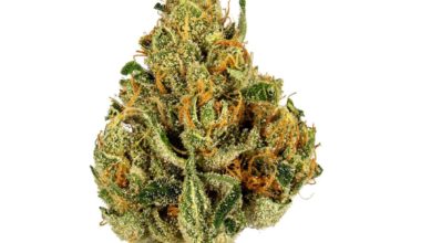 Buy Golden Goat Weed Strain Online