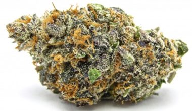 Buy SunShine Sherbert Weed Strain Online