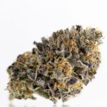 Buy Gelato 33 Weed Strain Online